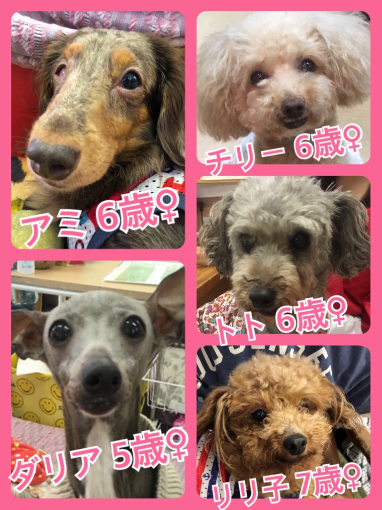 今日の里親様募集中ワンコ🐶メンバーです🐾2018,8,27